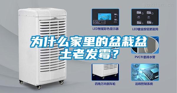 為什么家里的盆栽盆土老發霉？