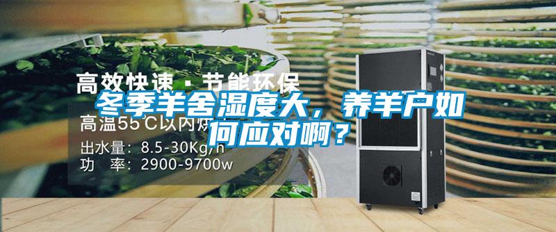 冬季羊舍濕度大，養羊戶如何應對??？
