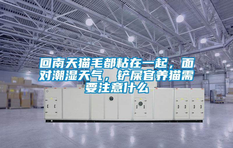 回南天貓毛都粘在一起，面對潮濕天氣，鏟屎官養貓需要注意什么