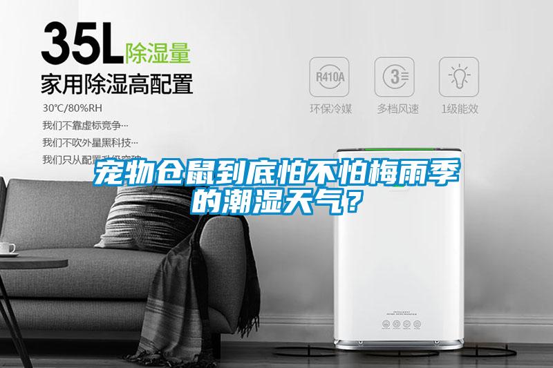 寵物倉鼠到底怕不怕梅雨季的潮濕天氣？