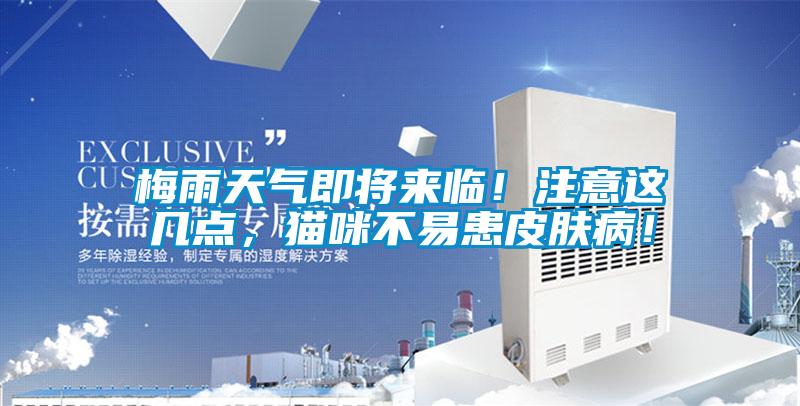 梅雨天氣即將來臨！注意這幾點，貓咪不易患皮膚??！