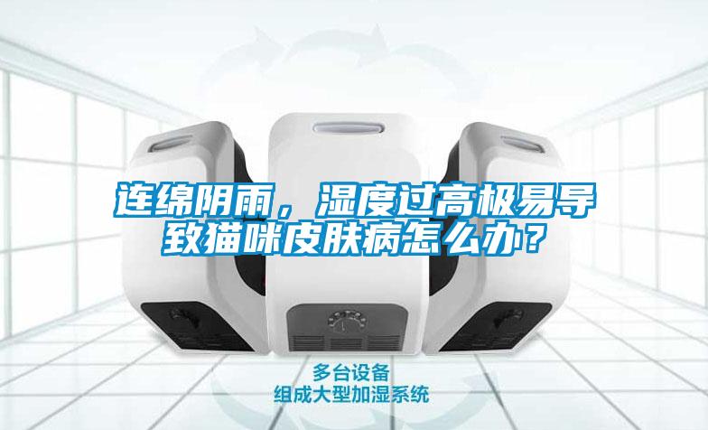 連綿陰雨，濕度過高極易導致貓咪皮膚病怎么辦？