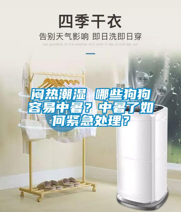 悶熱潮濕 哪些狗狗容易中暑？中暑了如何緊急處理？