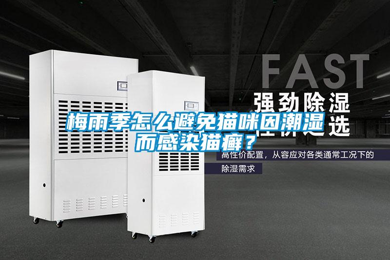 梅雨季怎么避免貓咪因潮濕而感染貓癬？