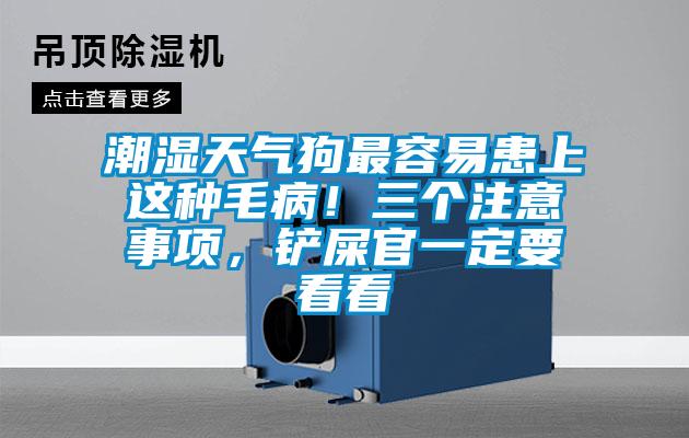 潮濕天氣狗最容易患上這種毛??！三個注意事項，鏟屎官一定要看看