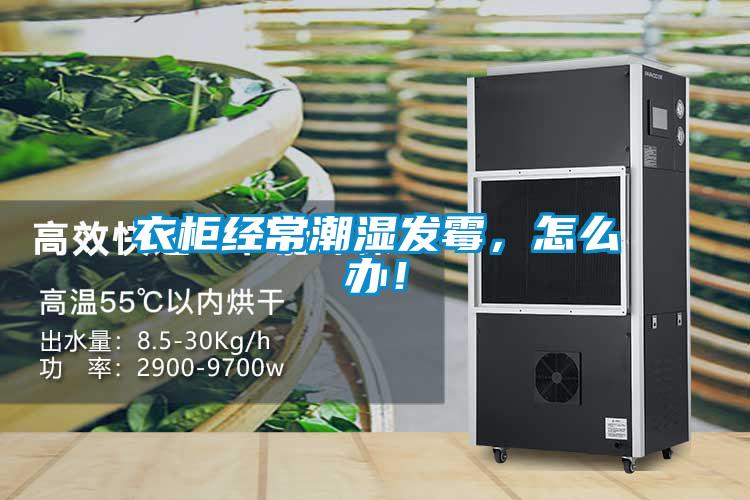 衣柜經常潮濕發霉，怎么辦！