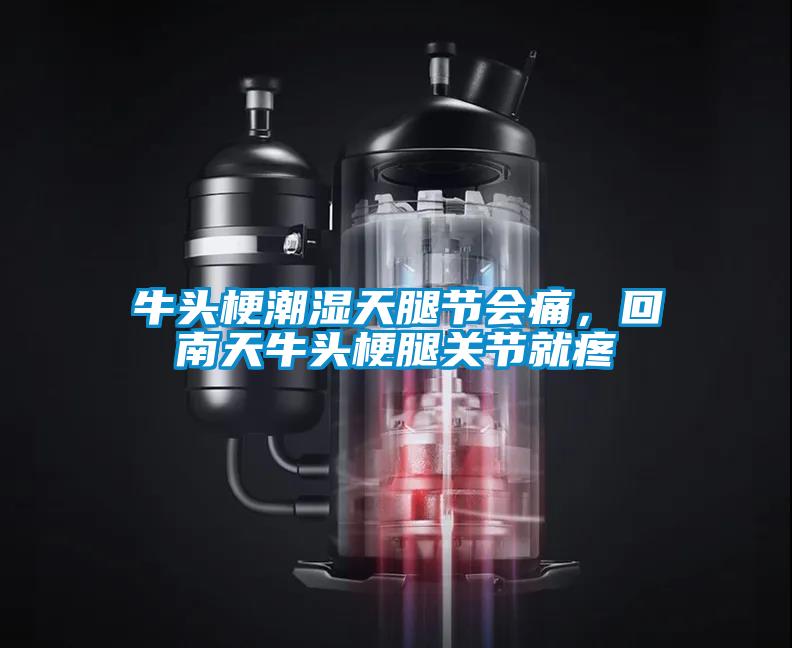 牛頭梗潮濕天腿節會痛，回南天牛頭梗腿關節就疼