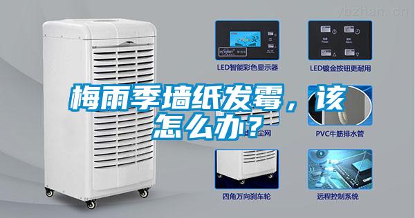 梅雨季墻紙發霉，該怎么辦？