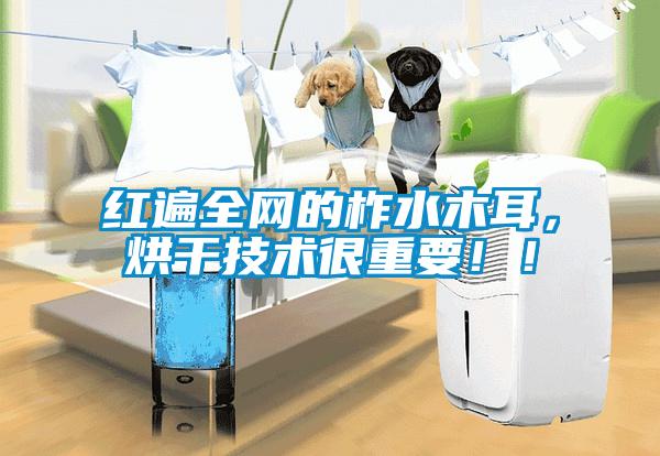 紅遍全網的柞水木耳，烘干技術很重要??！