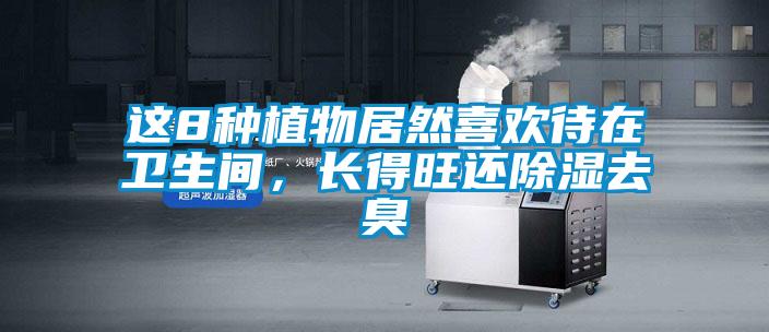 這8種植物居然喜歡待在衛生間，長得旺還除濕去臭