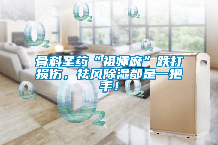 骨科圣藥“祖師麻”跌打損傷，祛風除濕都是一把手！