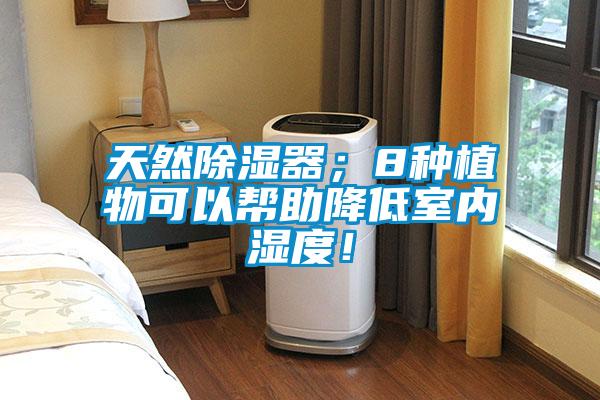 天然除濕器；8種植物可以幫助降低室內濕度！