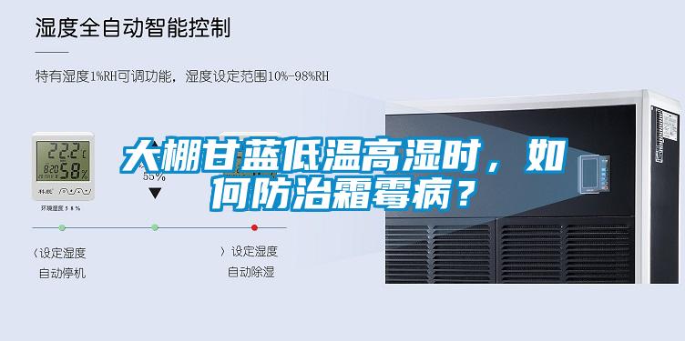 大棚甘藍低溫高濕時，如何防治霜霉??？