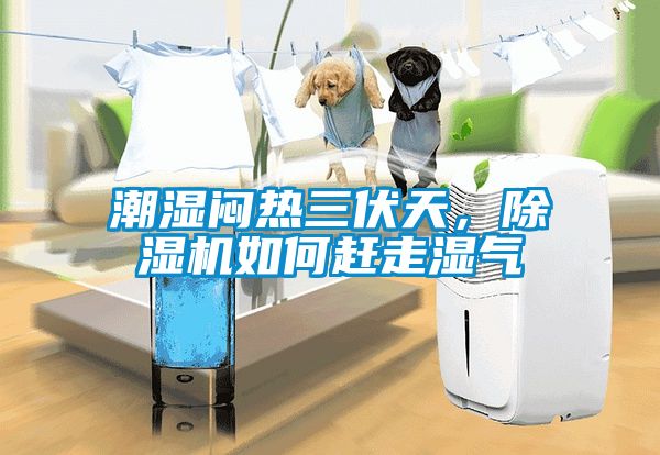 潮濕悶熱三伏天，除濕機如何趕走濕氣