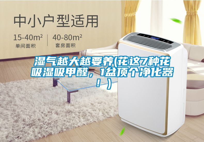 濕氣越大越要養(花這7種花吸濕吸甲醛，1盆頂個凈化器！)