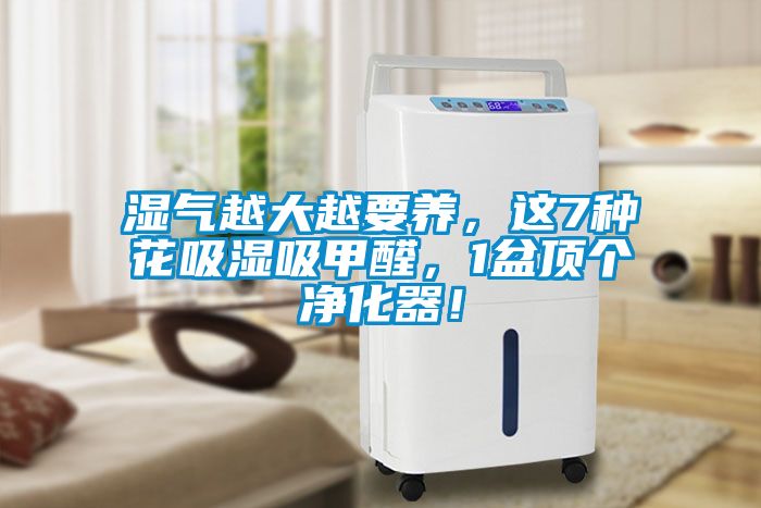 濕氣越大越要養，這7種花吸濕吸甲醛，1盆頂個凈化器！