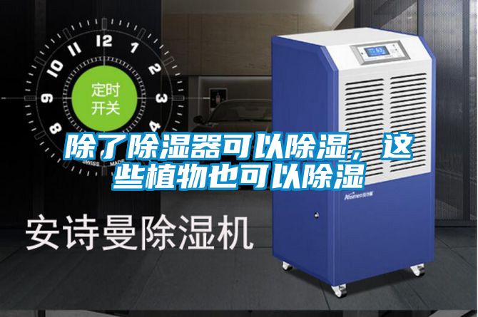 除了除濕器可以除濕，這些植物也可以除濕